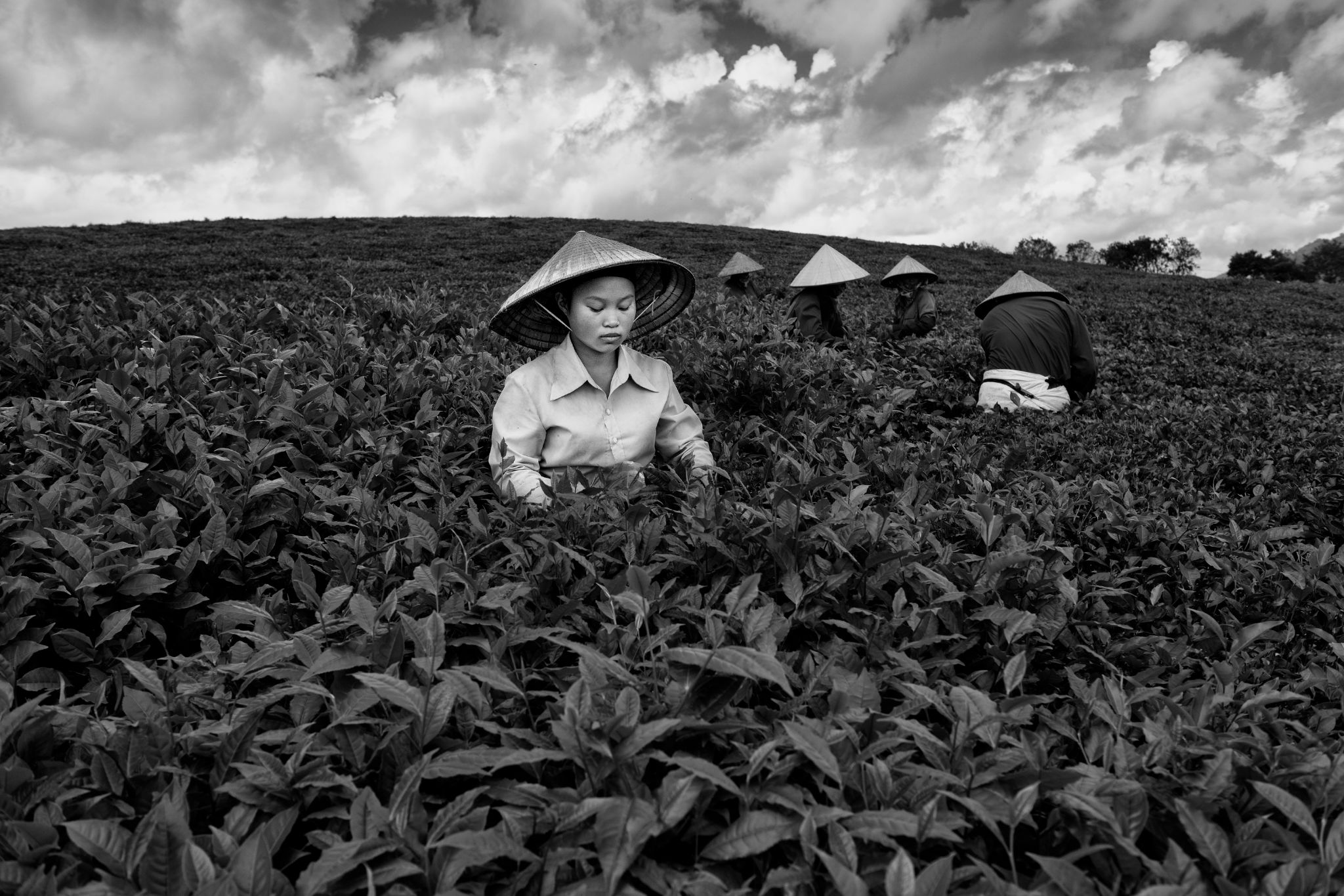 BW_M140828VN_Tea0665