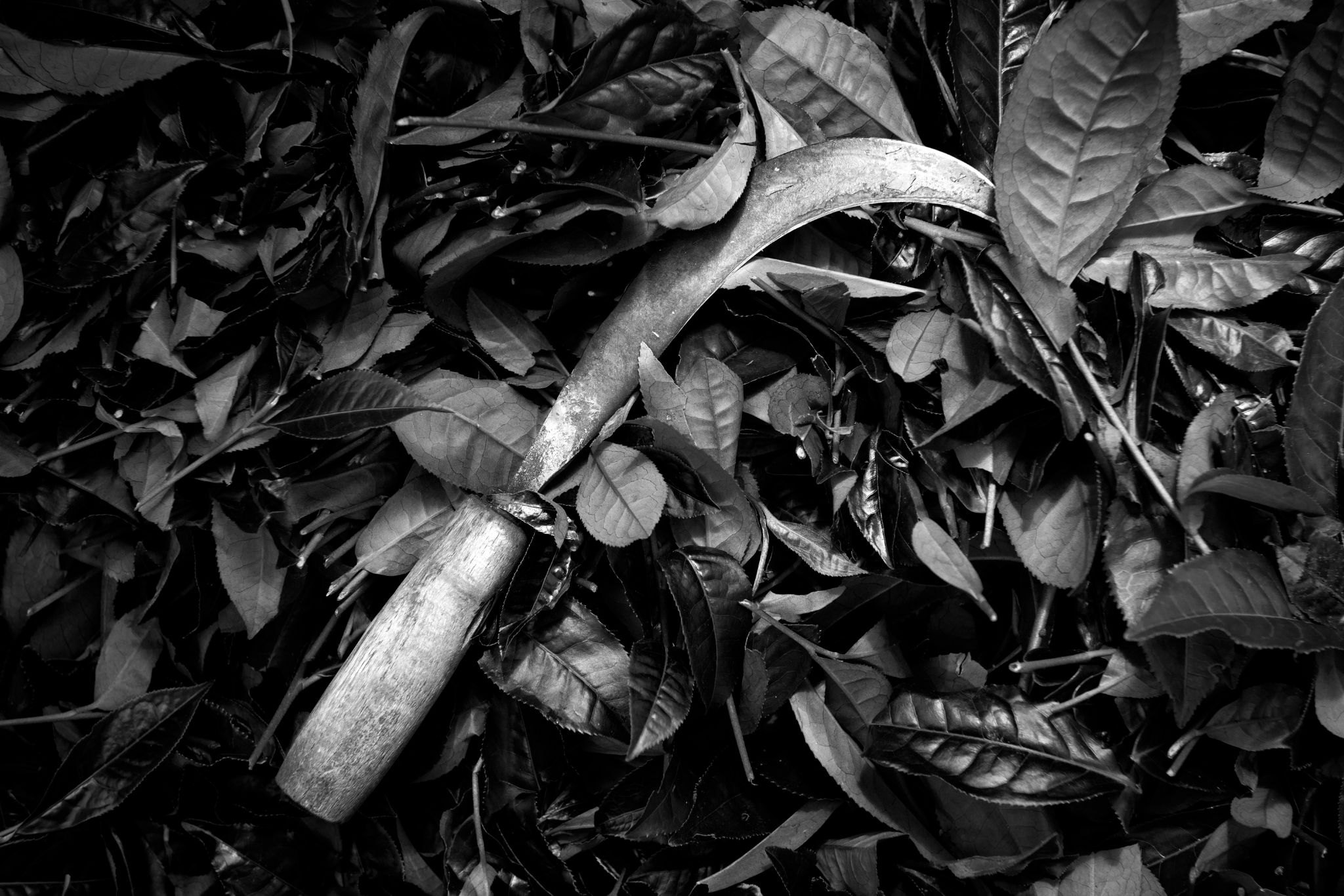 BW_M140828VN_Tea0942