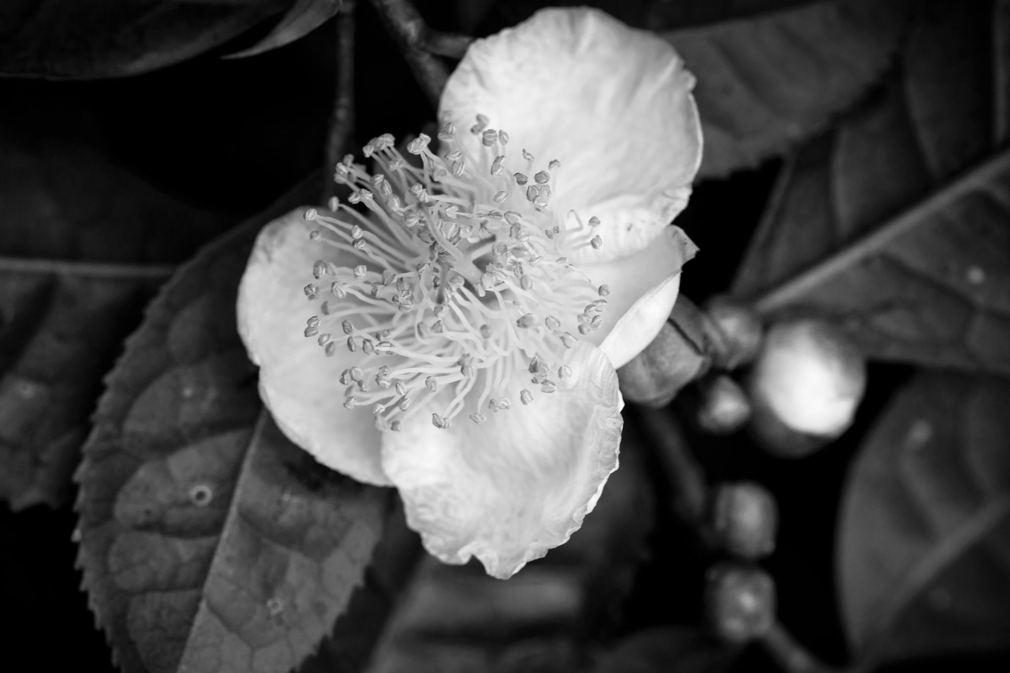 BW_M140828VN_Tea1352